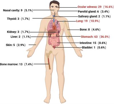 Characteristics, efficacy, and prognosis analysis of newly diagnosed marginal zone lymphoma